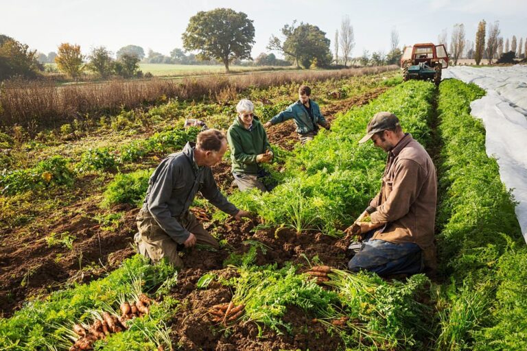 Multiple Recruitment for Fruit Picker Jobs in Canada